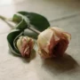 Hoe beïnvloedt endometriose je vruchtbaarheid?